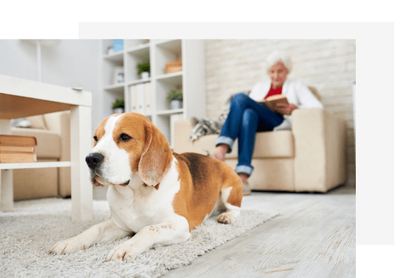 dog lying on carpet